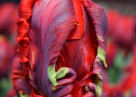 Tulipa Rococo (4)