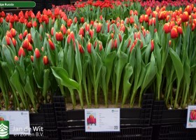 Tulipa Russia (1)