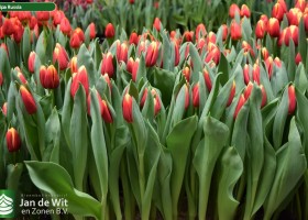 Tulipa Russia (2)