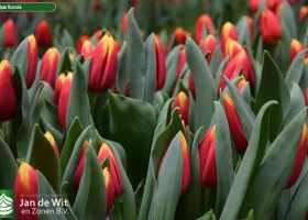 Tulipa Russia (3)