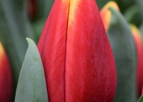 Tulipa Russia (4)