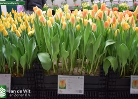 Tulipa Salmon Dynasty (1)