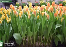 Tulipa Salmon Dynasty (2)