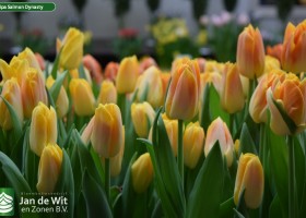 Tulipa Salmon Dynasty (3)