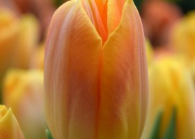 Tulipa Salmon Dynasty (4)