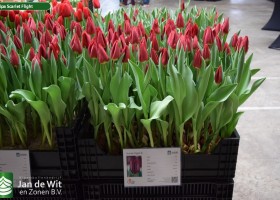 Tulipa Scarlet Flight (1)