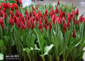 Tulipa Scarlet Flight (2)