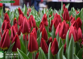 Tulipa Scarlet Flight (3)