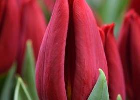 Tulipa Scarlet Flight (4)