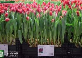 Tulipa Scarlet Verona (1)