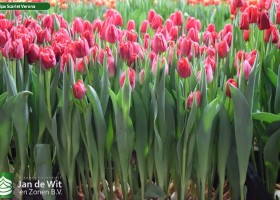Tulipa Scarlet Verona (2)
