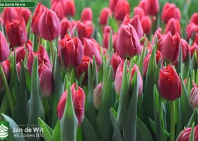 Tulipa Scarlet Verona (3)
