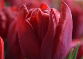 Tulipa Scarlet Verona (4)