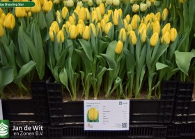 Tulipa Shooting Star (1)