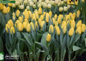 Tulipa Shooting Star (2)