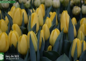 Tulipa Shooting Star (3)