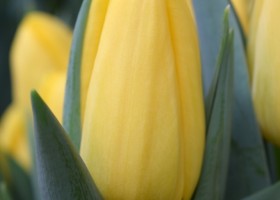 Tulipa Shooting Star (4)