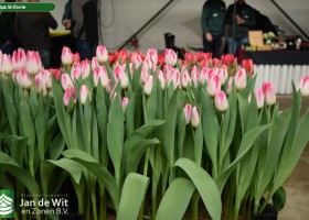 Tulipa Sinfonie (2)