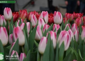 Tulipa Sinfonie (3)
