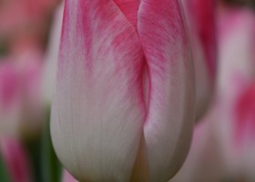 Tulipa Sinfonie (4)
