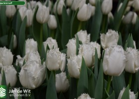 Tulipa Smirnoff (3)