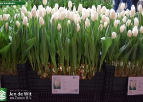 Tulipa Snowboard (1)