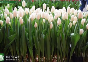 Tulipa Snowboard (2)