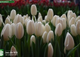 Tulipa Snowboard (3)