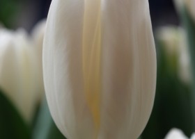 Tulipa Snowboard (4)