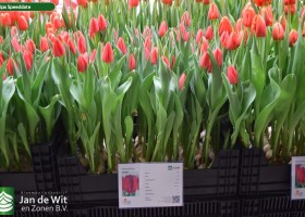 Tulipa Speeddate (1)