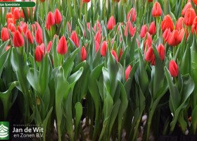 Tulipa Speeddate (2)