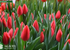 Tulipa Speeddate (3)