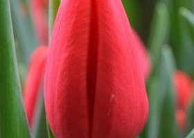 Tulipa Speeddate (4)