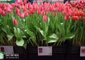 Tulipa Spryng (1)
