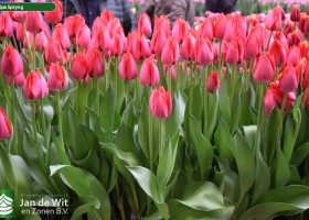 Tulipa Spryng (2)