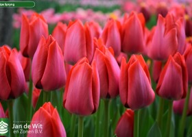 Tulipa Spryng (3)