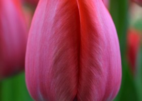 Tulipa Spryng (4)