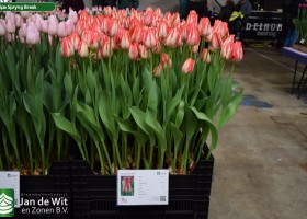 Tulipa Spryng Break (1)