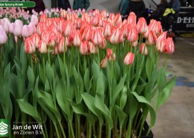 Tulipa Spryng Break (2)