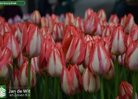 Tulipa Spryng Break (3)