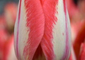 Tulipa Spryng Break (4)