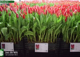 Tulipa Strong Fire (1)