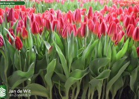 Tulipa Strong Fire (2)