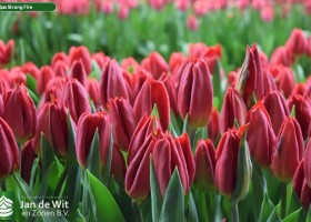 Tulipa Strong Fire (3)