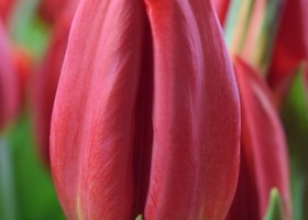Tulipa Strong Fire (4)