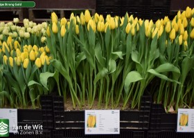 Tulipa Strong Gold (1)