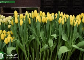Tulipa Strong Gold (2)