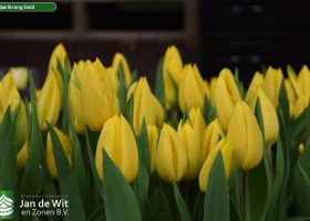 Tulipa Strong Gold (3)