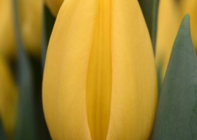 Tulipa Strong Gold (4)