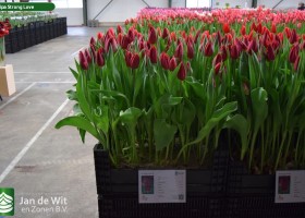 Tulipa Strong Love (1)